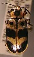 Image of Chelobasis bicolor Gray ex Cuvier 1832