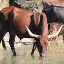 Image of Bos taurus africanus