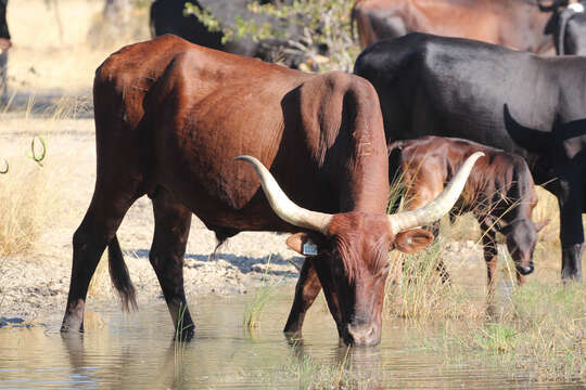 Image of Bos taurus africanus