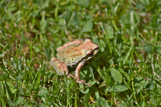 Image of Northern Pacific Treefrog