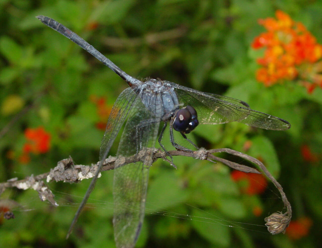 Imagem de Dythemis Hagen 1861