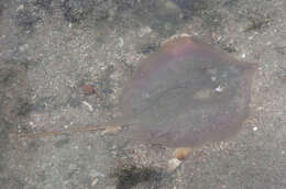 Image of Dwarf Whipray