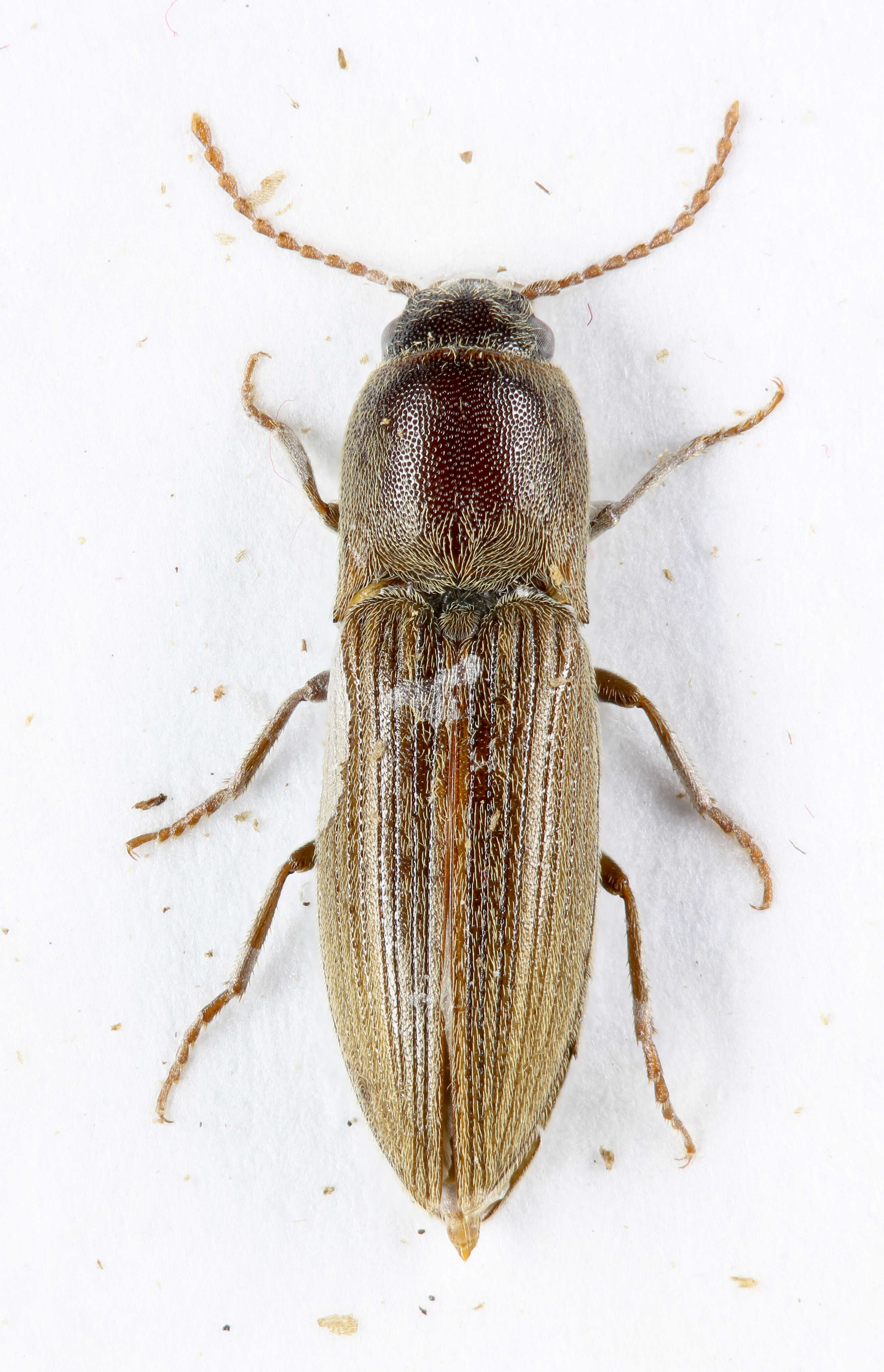 Слика од Agriotes lineatus (Linnaeus)