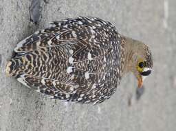 Image of Double-banded Sandgrouse