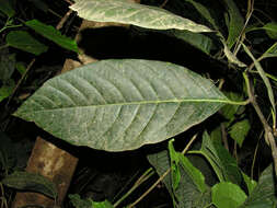 Image of Solanum rovirosanum J. D. Sm.