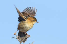 Image of Golden-headed Cisticola