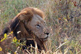 Image of African Lion