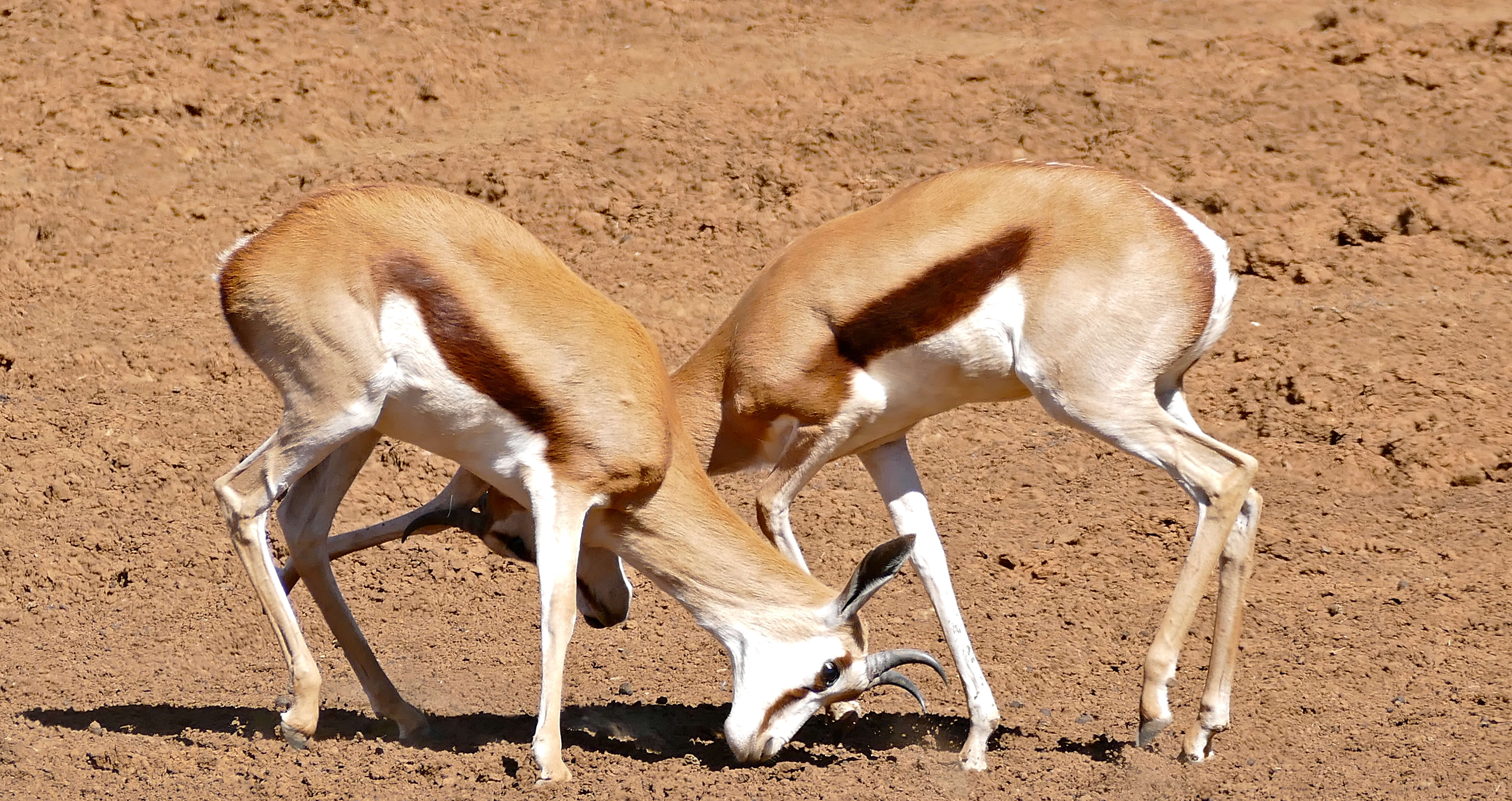 Image of Springbok