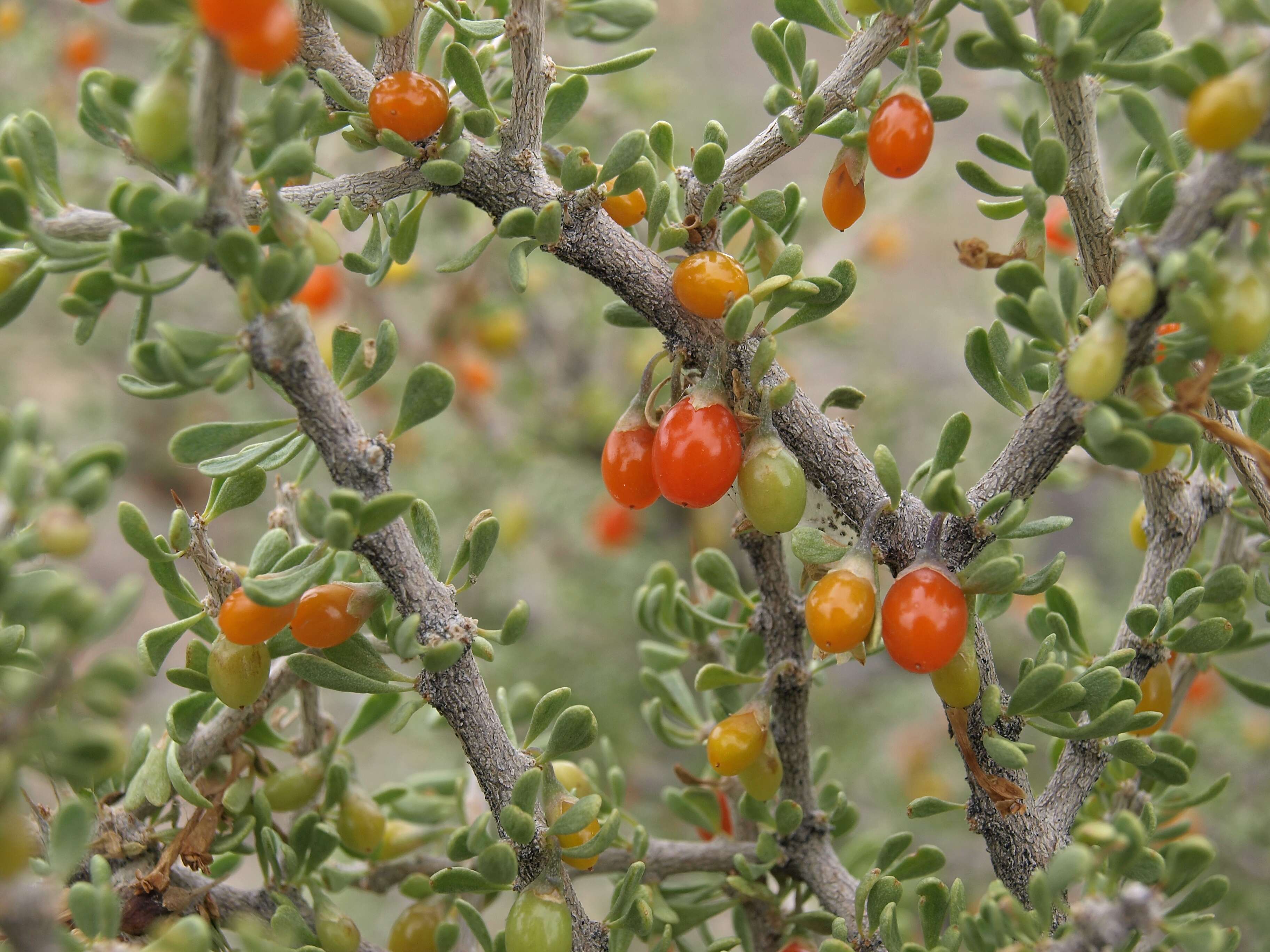 Image of desert-thorn