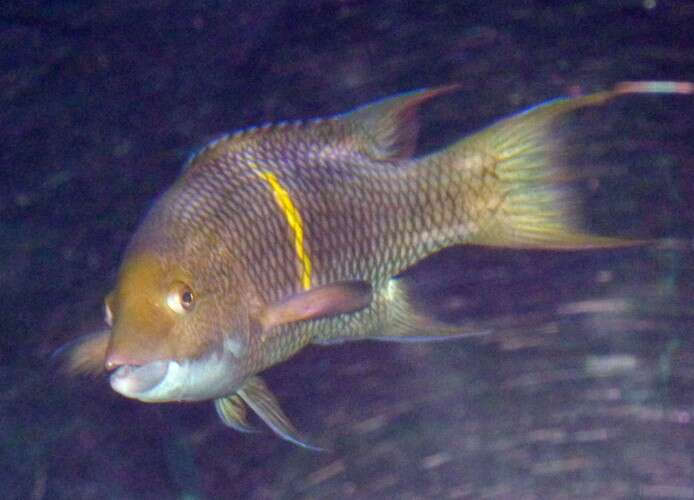 Image of Mexican hogfish