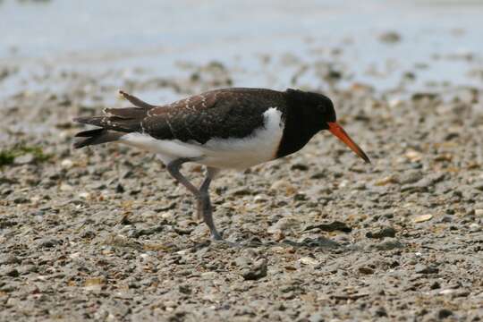 Image of Australian Pied Oystercatcher