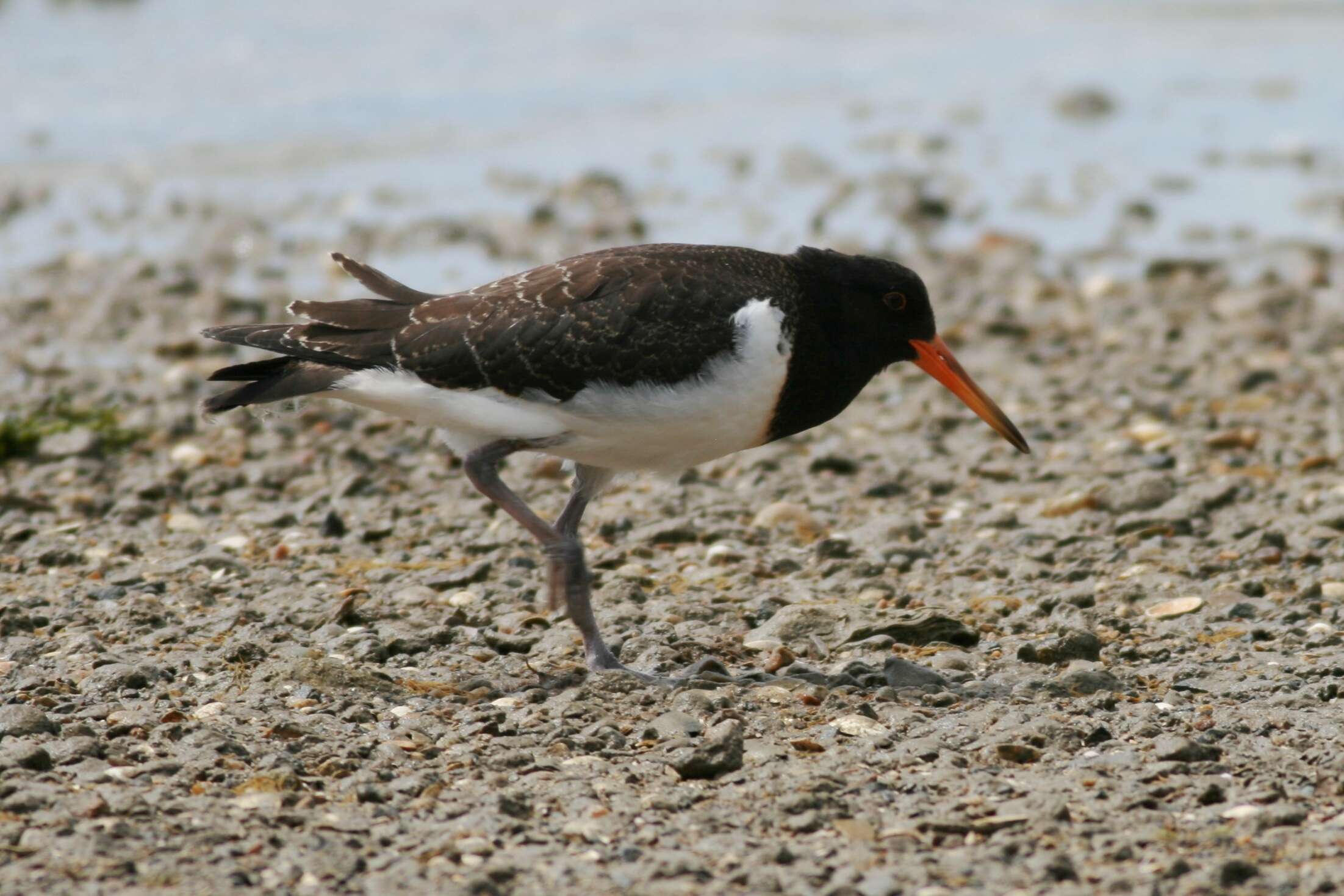 Image of Australian Pied Oystercatcher