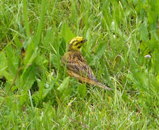 Image of Emberiza Linnaeus 1758