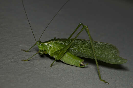 Image of Northern Bush Katydid