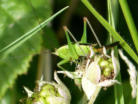 Image de Conocephalus (Anisoptera) fuscus subsp. fuscus (Fabricius 1793)