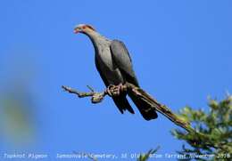 Image of Topknot Pigeons