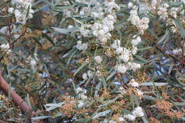 Sivun Eucalyptus gracilis F. Müll. kuva