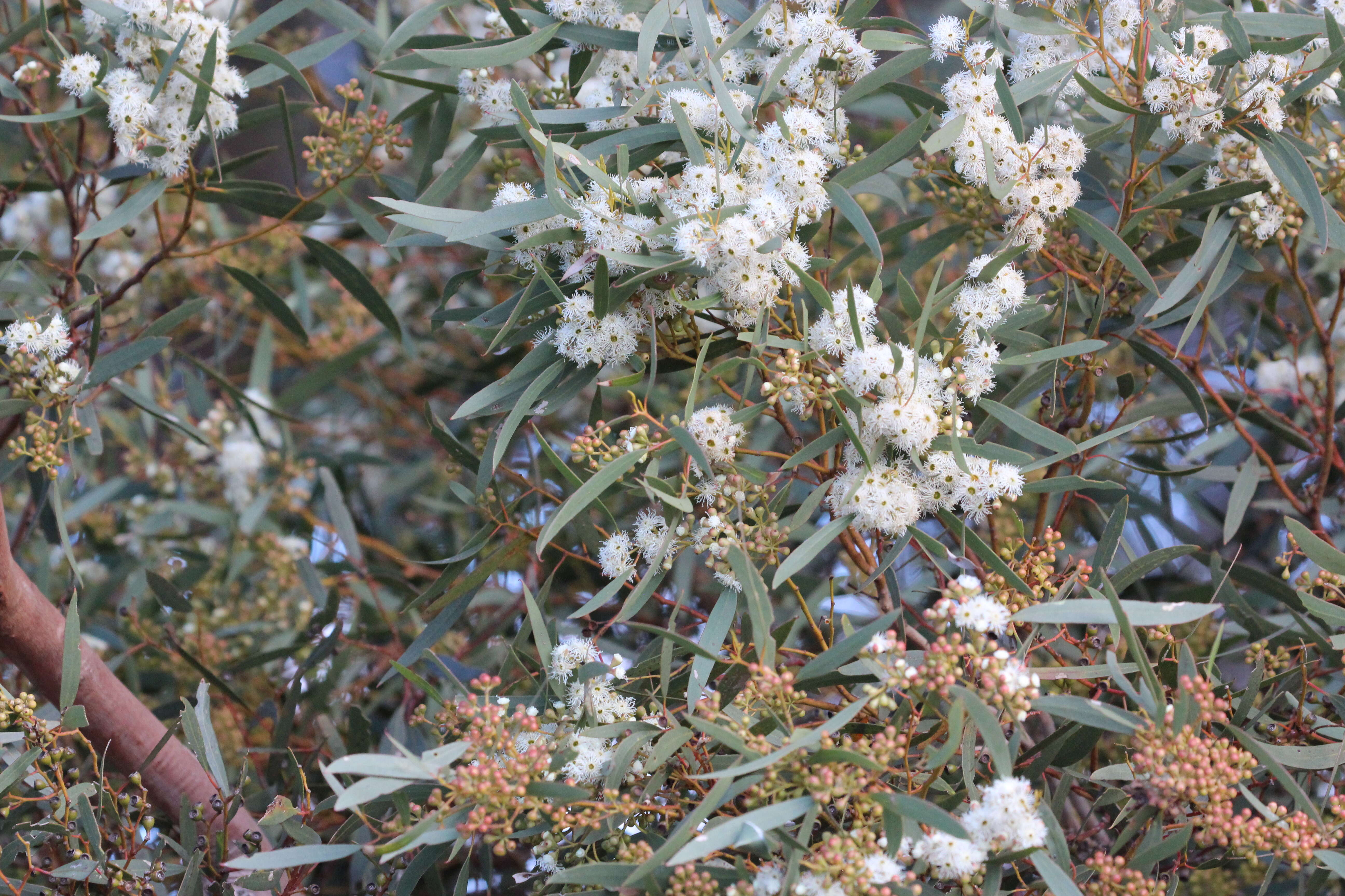 Image de Eucalyptus gracilis F. Müll.