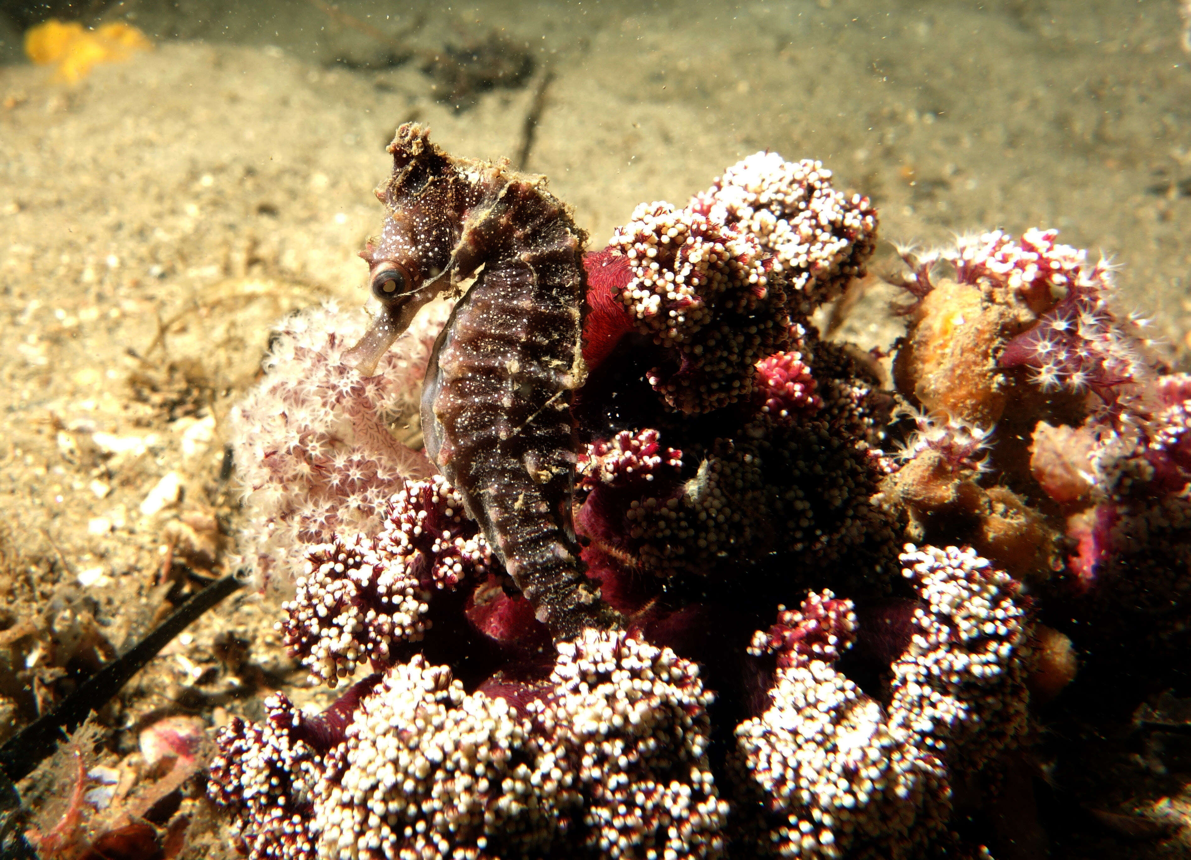 Image of seahorses