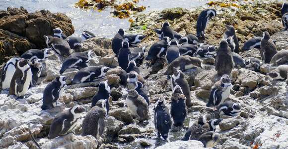 Image of African Penguin