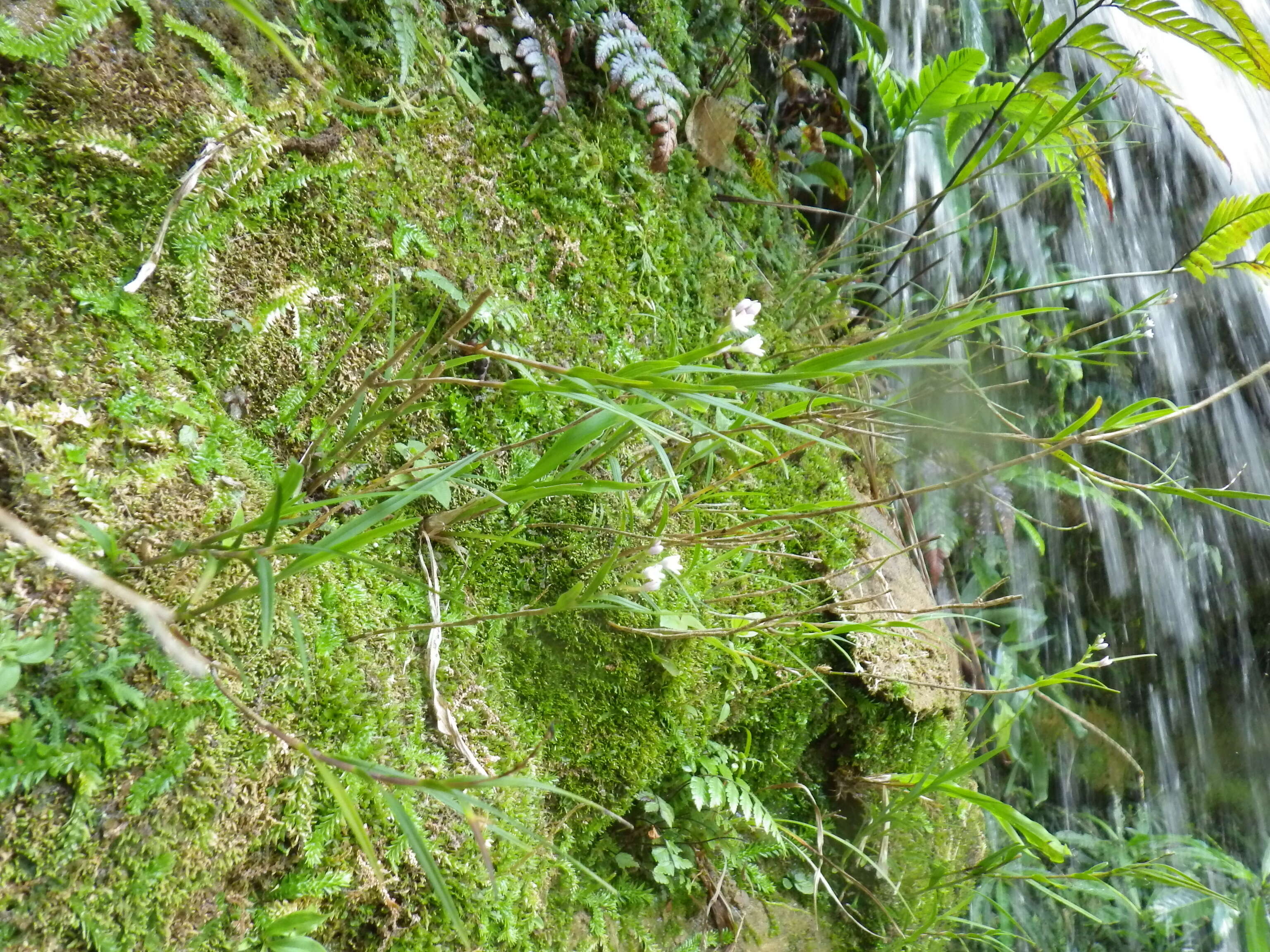 Imagem de Epidendrum fimbriatum Kunth