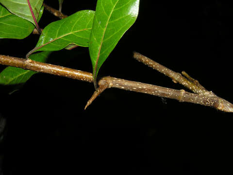 Image of Machaonia martinicensis (DC.) Standl.