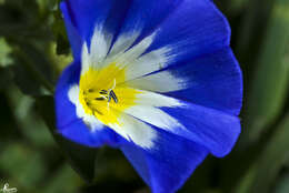 Image de Convolvulus tricolor L.