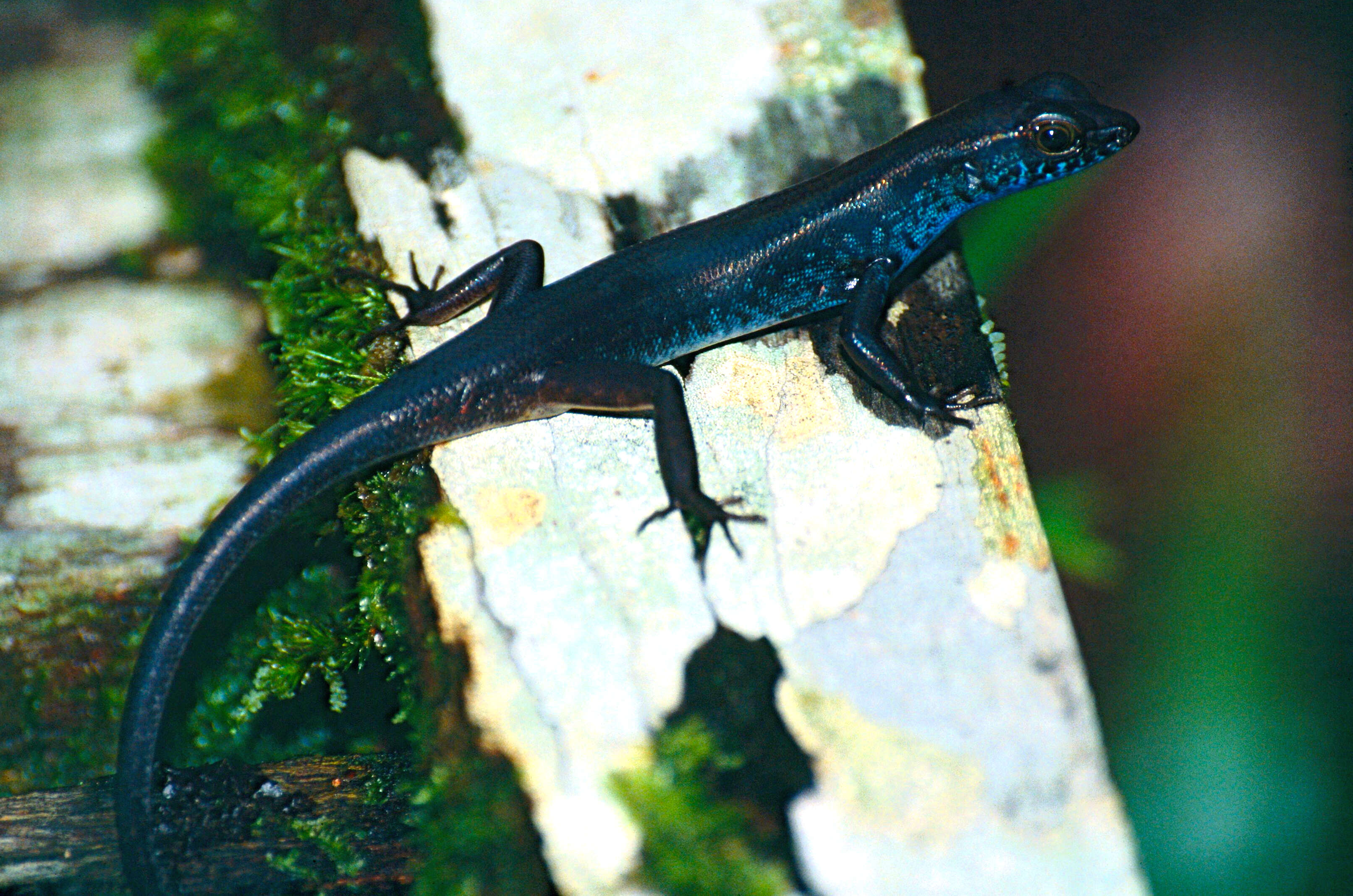 Image of common skink