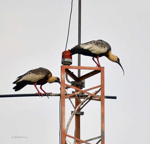 Image of Buff-necked Ibis