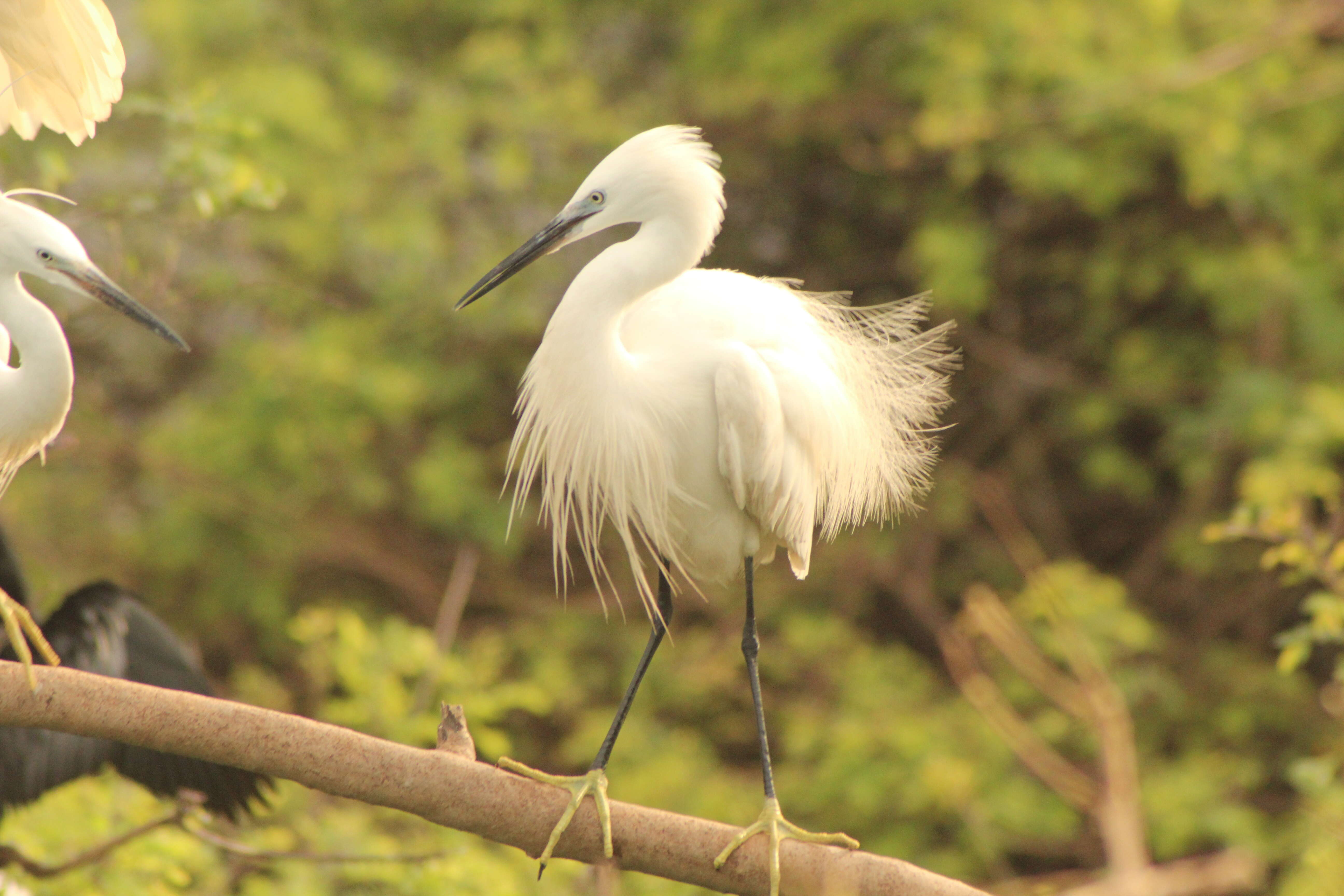 Image of Egretta Forster & T 1817