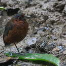 Image of Giant Antpitta