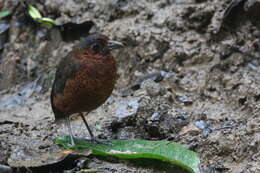 Image of antpittas