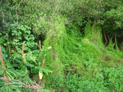 Image of Asparagus scandens Thunb.