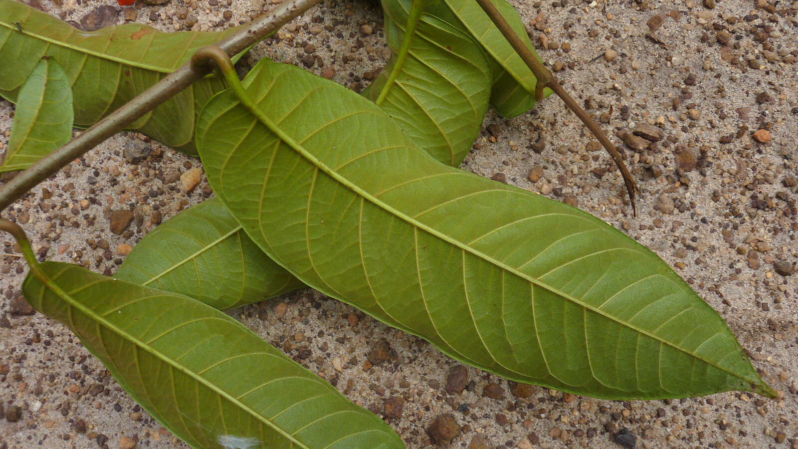 Imagem de Odontadenia lutea (Vell. Conc.) Markgr.