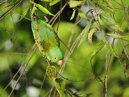 Image of Orange-chinned Parakeet