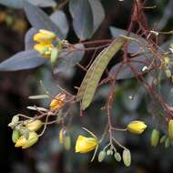 Image of Chamaecrista setosa (Vogel) H. S. Irwin & Barneby