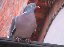 Image of Columba palumbus