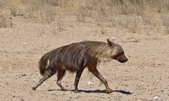 Image of Brown Hyena -- Brown Hyaena