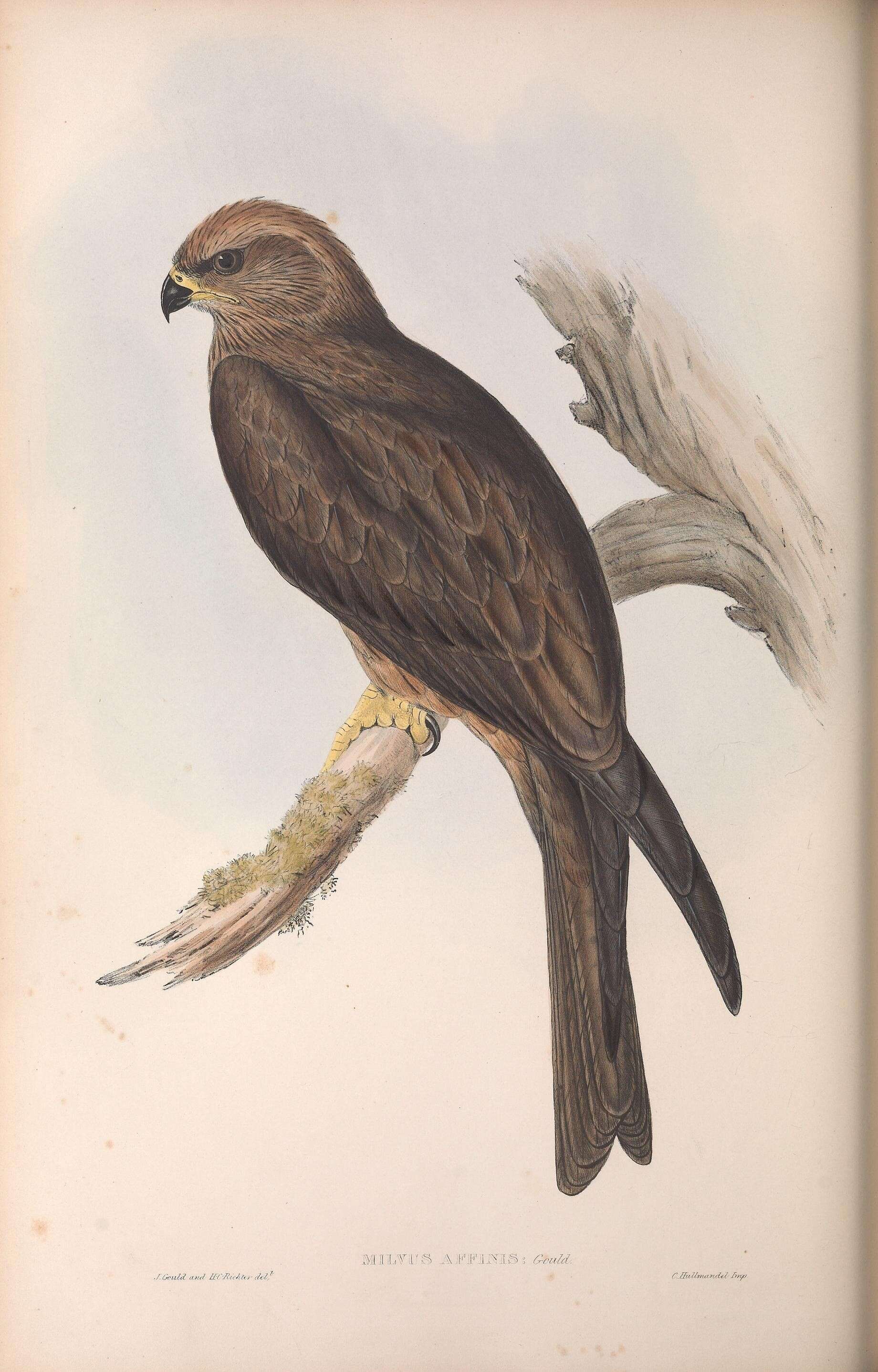 Milvus migrans affinis Gould 1838 resmi