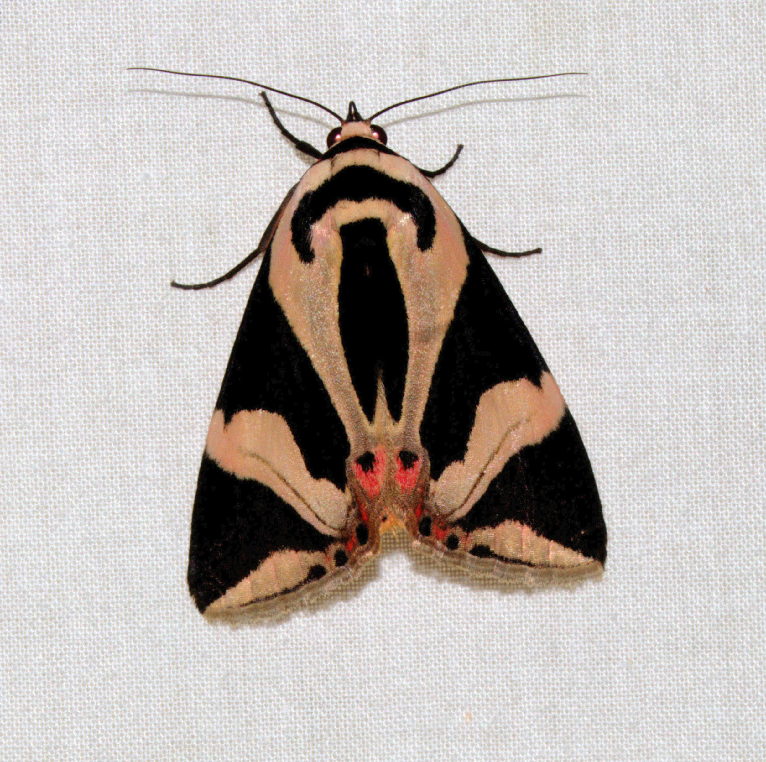 Image of Attatha regalis Moore 1872