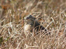 Image of Smith's Longspur