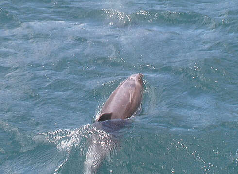 Image of Indian Ocean Bottlenose Dolphin