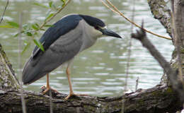 Image of Night Herons