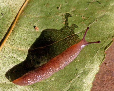 Image of Limacoidea Batsch 1789
