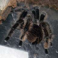 Слика од Brachypelma albopilosum Valerio 1980