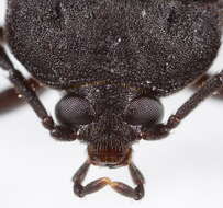 Image of polypore fungus beetles