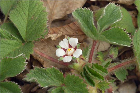 Image of pink barren strawberry