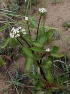 Imagem de Ichthyothere latifolia Baker