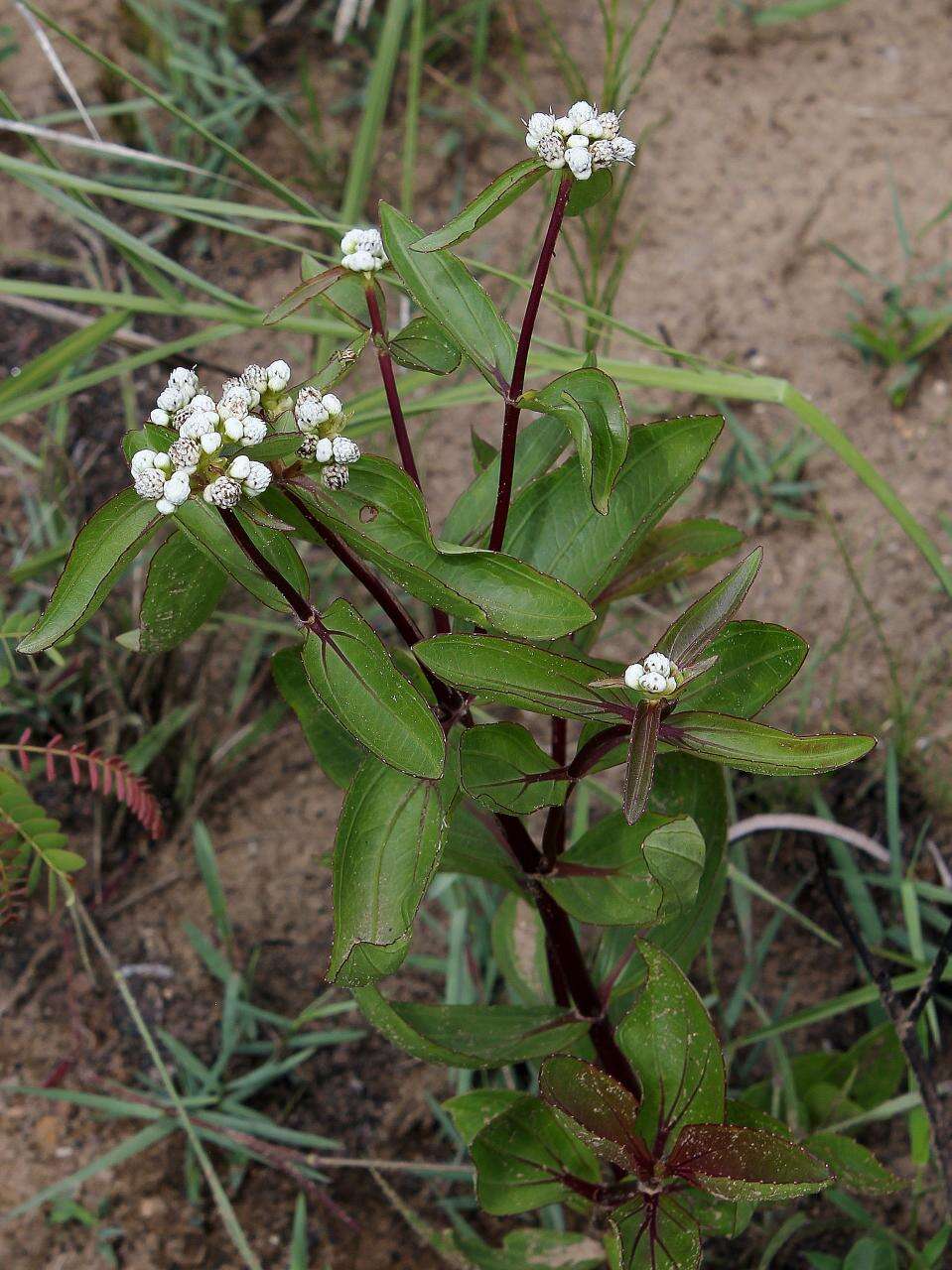 Imagem de Ichthyothere latifolia Baker