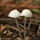 Image of Hemimycena candida (Bres.) Singer 1943